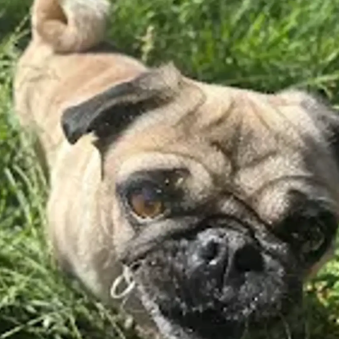 Close-up of a pug dog looking up in green grass